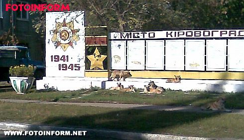 Стая бродячих собак оккупировала микрорайон «Школьный» (фото)